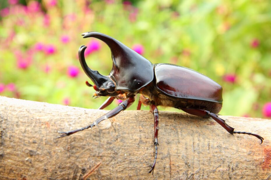 A Beginner’s Guide to Keeping Beetles as Pets and Understanding Their Unique Behaviors